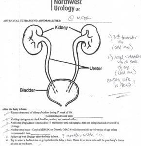 Handout from Pediatric Urologist showing a drawing of the kidneys, ureter and bladder. The handout also includes recommended care from the pediatric urologist.